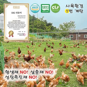 [춘봉농원] 사육환경1번 계란 자연방사유정란 (HACCP 동물복지 깨끗한축산농장 무항생제 ESG), 1개, 40구