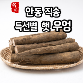 [특선별] 햇우엉 우엉 안동 직송 생우엉, 1개, 우엉 [중품] 2kg 반찬용