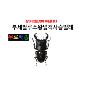 부세팔루스왕넓적사슴벌레 곤충표본, 1개