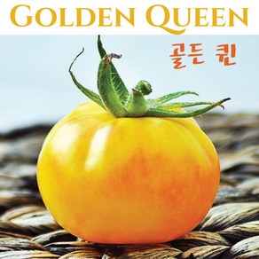 골든 퀸 Golden Queen 큰토마토 달콤한 희귀토마토 교육체험용 세트, 1개