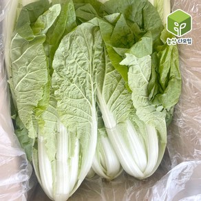 국내산 얼갈이배추 4kg, 1개