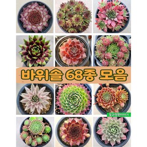 바위솔68종 모음/ sempevivum / 월동다육 /야생다육/분채배송/사은품증정/방수라벨 개별이름표/꽃과정원이야기, 67)몽골, 1개