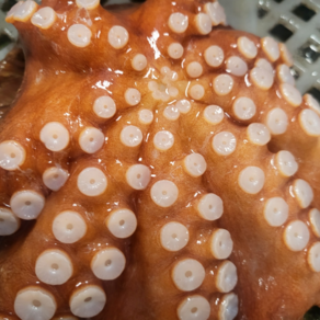 방금 조업한 싱싱한 자연산 돌문어 생물 빙장포장1kg Octopus, 1박스, 프리미엄 생물 활 돌문어 1kg (1-4미)빙장포장