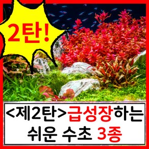 수초하우스) <2탄>급성장하는 쉬운 수초 3종 세트<2탄>, 88개