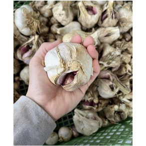 제주도 햇 마늘 통마늘, 1개, 5kg, 통마늘(중대혼합)