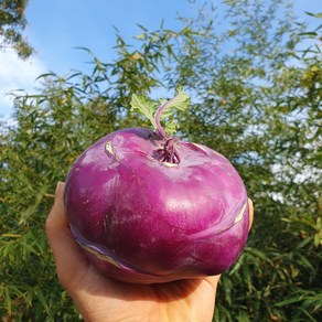 제주 콜라비 특품 2kg, 1박스