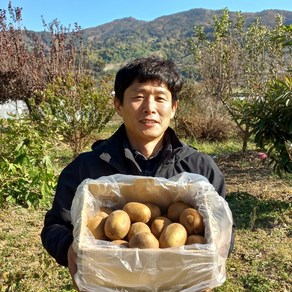 광양 산지직송 골드/그린키위 5kg, 1박스, 그린키위 대과 5KG