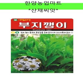 산채-부지깽이/섬쑥부쟁이/다이어트/효과/씨앗/종자/100립, 100개