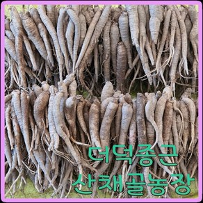 모종이야기 더덕 모종 2~3년생 초리 종근용 더덕뿌리, 30개