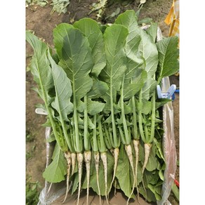 [영미농장]싱싱한 포천 열무 4kg 신규입점 기념으로 파격행사합니다, 1박스