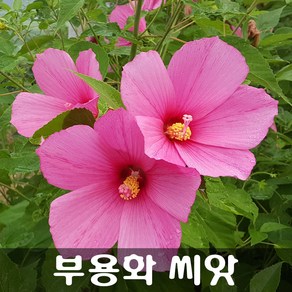 [해피플라워] 무궁화를 닮은 꽃 부용화 씨앗 100립 / 봄 여름 가을 파종 꽃씨