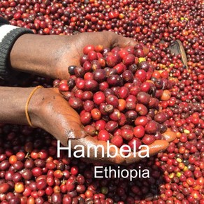 [위트러스트] 에티오피아 함벨라 200g Ethiopia Hambela 스페셜티 커피, 에스프레소, 1개