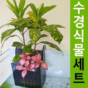 아쿠화 식물모둠세트 어항식물거치대 리파리움 어항수경재배, 1개, 7번