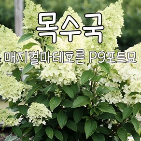 [수성조경농원] 목수국-매지컬 마테호른 P9 포트묘, 1개, .