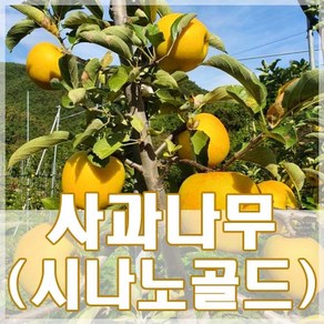 [현대조경농원]사과나무 묘목 2년생, 1개, 시나노골드