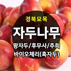 [경북농원] 자두나무 접목묘 특묘 (왕자두/후무사/추희/바이오체리/플럼코트), 후무사(포무사)  접목  상묘, 1개