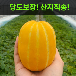 [고당도보장] 달콤한 과즙폭발 산지직송 성주참외, 1박스, 가정용(혼합과)-1kg