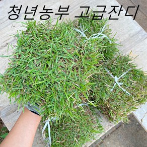 청년농부 고급 한국잔디 18x18cm / 40x60cm 롤잔디 조경잔디 산소잔디 잔디심기 천연잔디, 18x18cm(20장), 1개