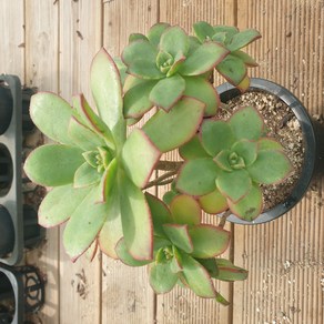 [수암다육] 까라솔 랜덤발송 Aeonium haworthii 'Kiwi' 랜덤발송 다육 다육이 다육식물 326