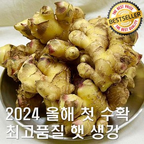 [원강] 2024년 올해 첫 수확 이 생강 품절되면 못 구합니다! 최고급 원강이거든요, 1박스, 특품 10Kg