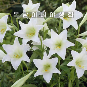 철포나리 [4포트 복남이네야생화 모종 아이리스 릴리 백합 나리꽃 대만나리], 4개