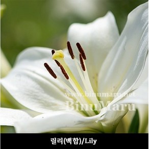 조향베이스 플로럴 릴리 백합 향수만들기 향수DIY, 1개, 100ml