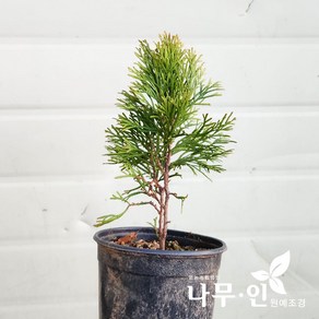 [나무인] 골드스마라그 포트묘 2개