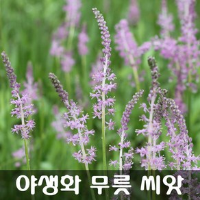 [해피플라워] 야생화 무릇 씨앗 50립 / 봄 여름 가을 파종 꽃씨