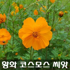 [해피플라워] 황화코스모스 씨앗 1000립 / 봄 여름 파종 꽃씨