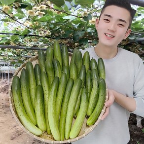 오이 오이지오이 백다다기 백오이 오이지용 소박이용 10개 25개 50개, 상등급 10개 (생식.무침용/2kg)