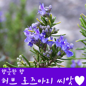 [농대나온남자] 향긋한 로즈마리 씨앗 30립 + 나비끈끈이트랩, 1개