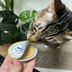 베러펫 전연령용 고양이 그레인프리 미니 주식 캔, 황태, 30g, 12개