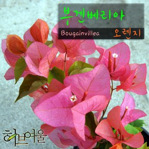 [허브여울] 부겐베리아 주황/오렌지 (Bougainvillea) 지름 15cm 중품화분, 1개