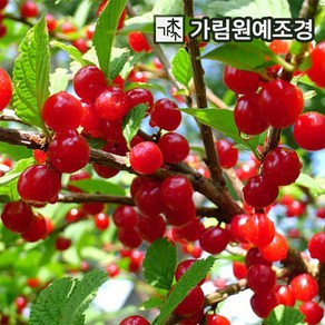 앵두나무 묘목 유실수 가림원예조경, (조선)앵두 접목1년 특묘(2개세트), 1개