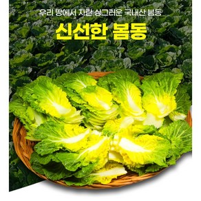 진도 해풍맞은 달달한 봄동 겉절이 알배기, 1kg, 1개