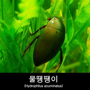 물땡땡이키우기 Hydophilus acuminatus, 1개