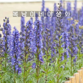 원예종 투구꽃 [2포트 복남이네야생화 모종 아코니툼 aconitum], 2개