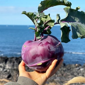 제주 콜라비 3kg 5kg 10kg 제주도 콜라비, 1개