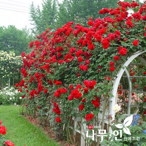 [나무인] 사계줄장미5개 덩굴장미 빨강색 개화주, 5개