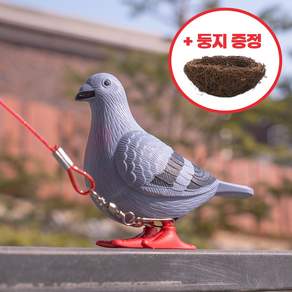 반려 비둘기