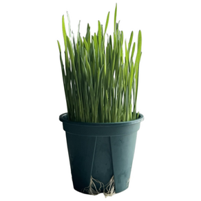 [미니정글] 풍성한 캣그라스 귀리 중 사이즈 캣닢 고양이풀, 100g, 1개, 귀리(중 화분)