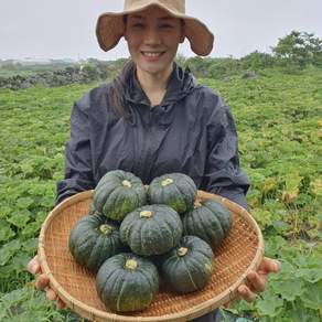 제주 농약불검출 보우짱 미니단호박 밤호박 숙성 최고당도, 400g, 1박스, 특품 로얄과 2kg(3~6개)