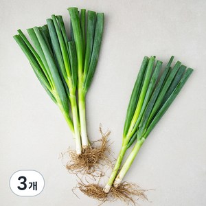 흙대파, 750g, 3개