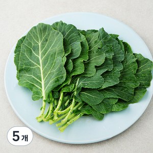 친환경 쌈케일, 100g, 5개