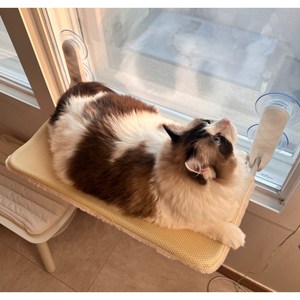 마아 고양이 사계절 양면 창문 해먹, 혼합색상, 1개