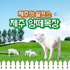 [제주] 양떼목장