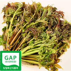 [당일수확] 최상급 가죽나물 참죽나무순 산지직송, 1개, 500g