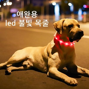 윈티크 애완용 사고 예방 LED 불빛 목줄, 레드, 1개