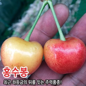 체리나무 결실주 3년생 충청농원, 홍수봉, 1개