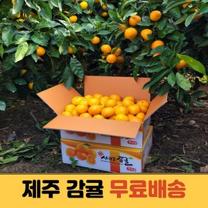 당도선별 제주 노지감귤 조생 극조생 밀감, 중대과(L-2L), 1개, 5kg